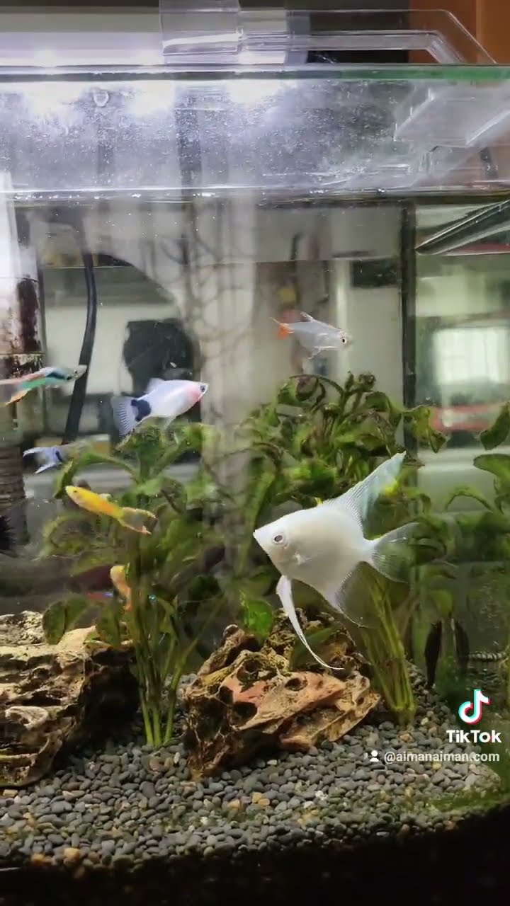 プラチナブラックライヤーテールグッピー