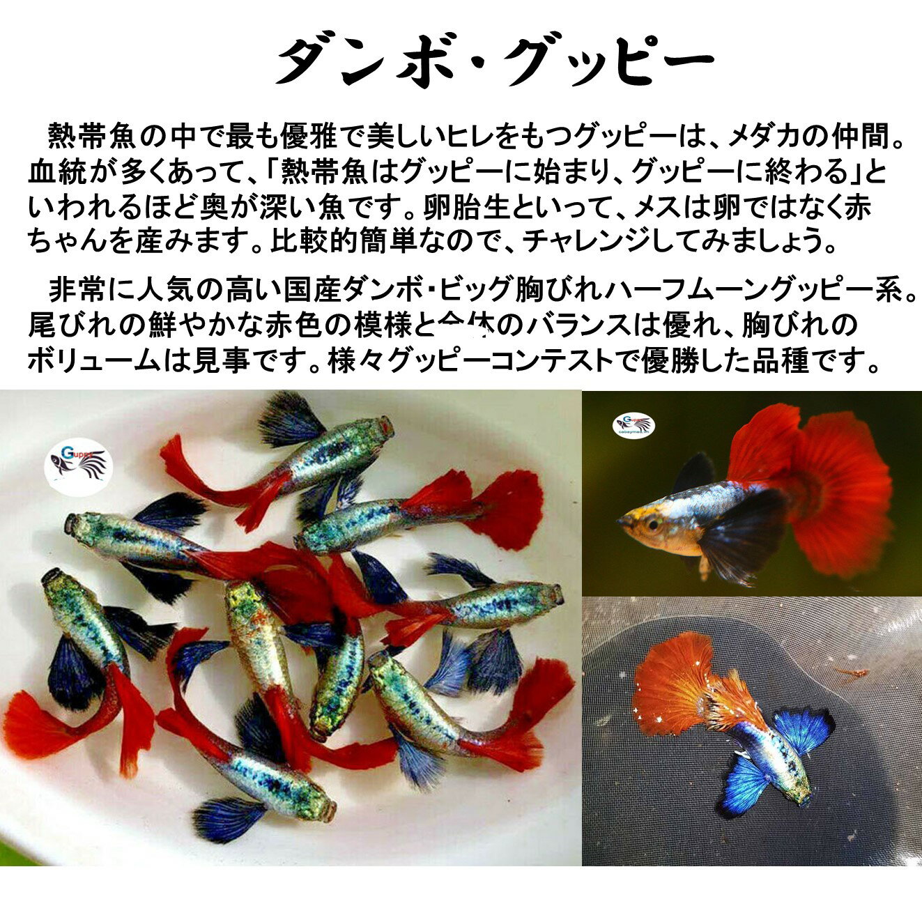 プラチナモザイクダンボグッピー