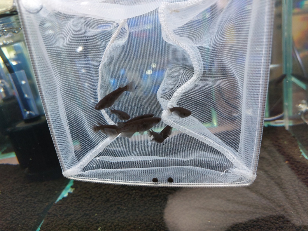 プラチナ幹之メダカ