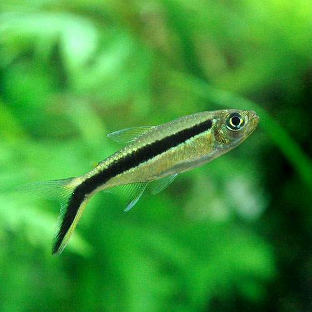 ペンギンテトラ