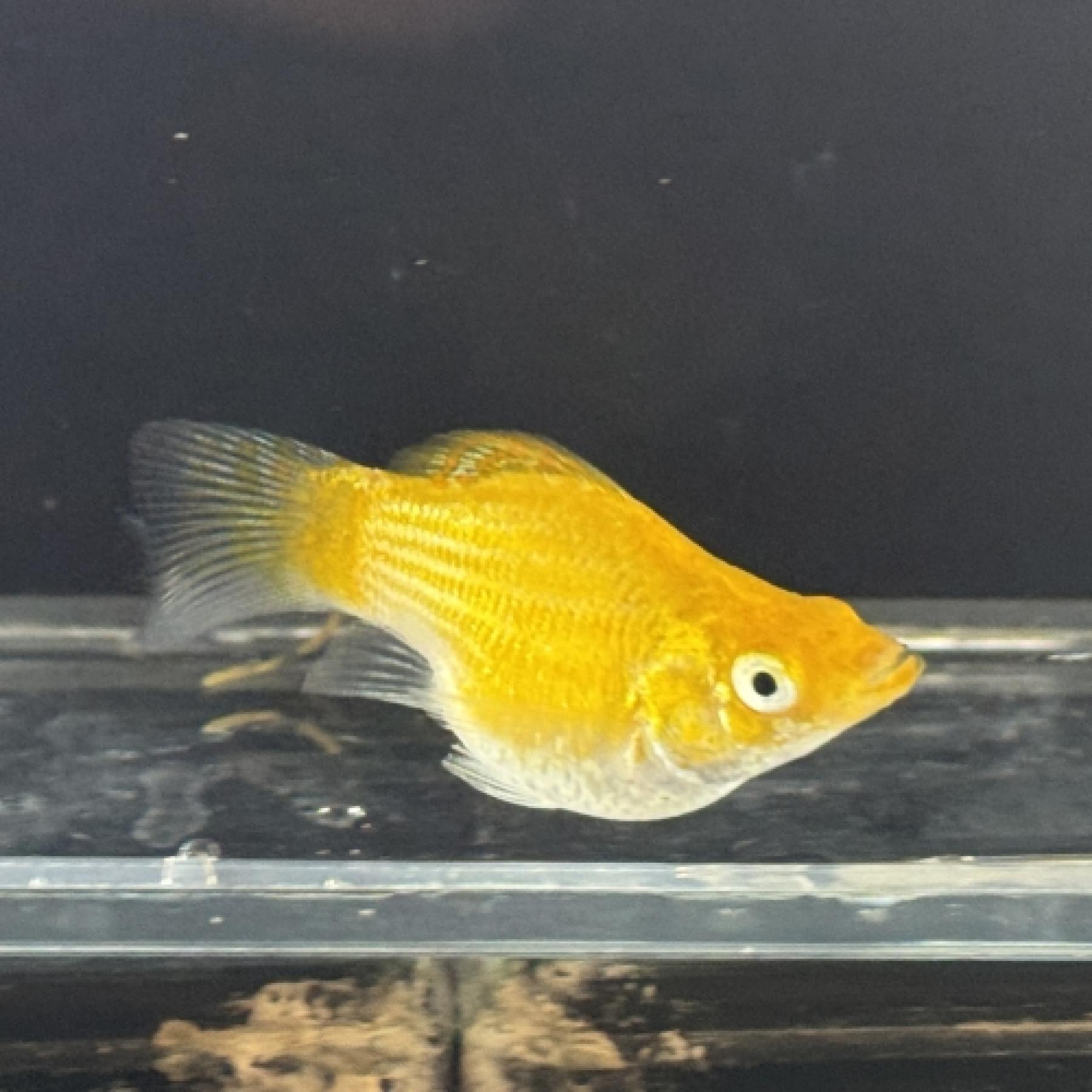 ホワイトゼブラバルーンモーリー