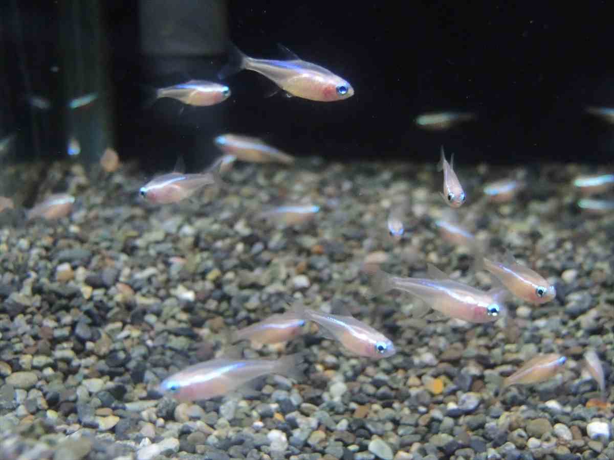 ホワイトネオン