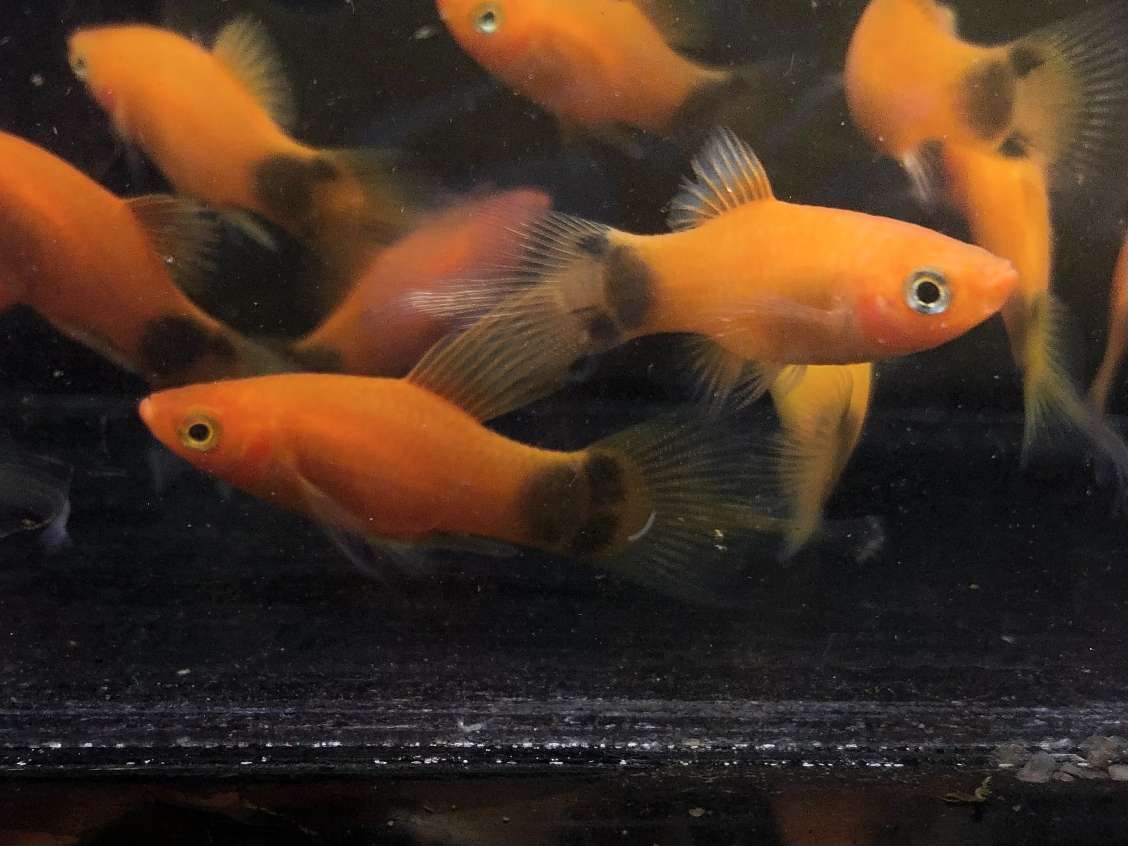 ホワイトミッキーマウスプラティ