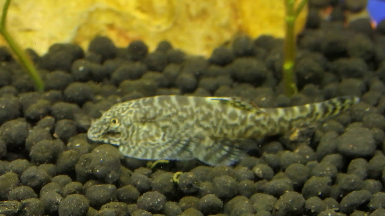 ホンコンプレコ