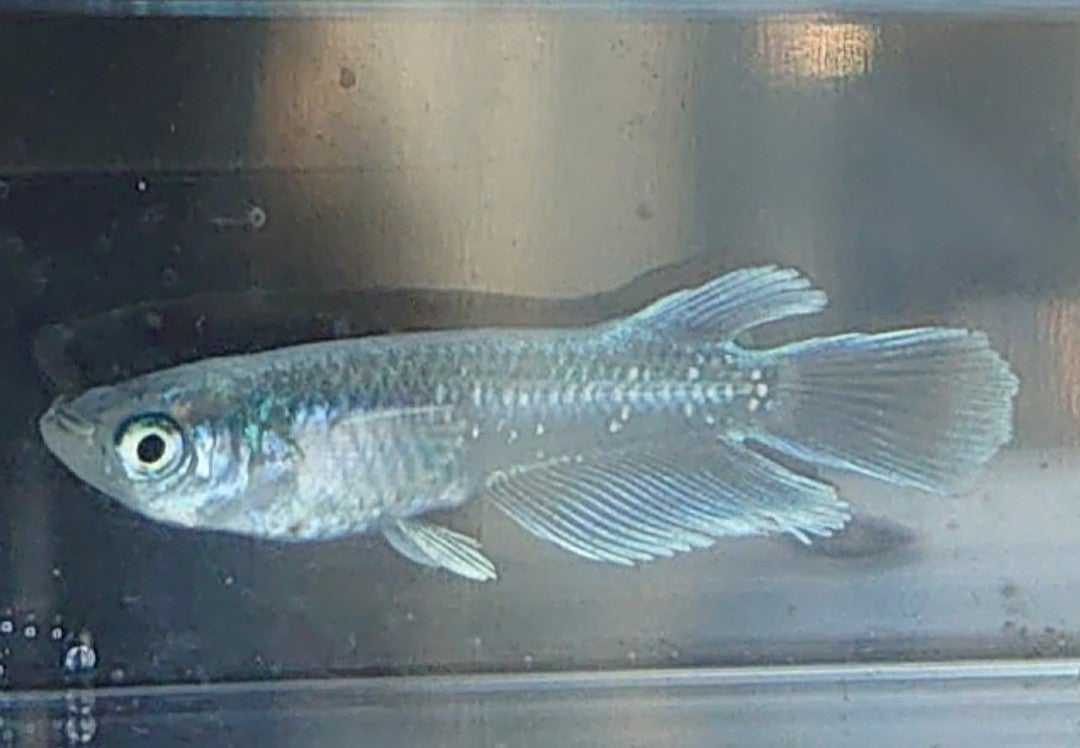 マリアージュキッシングワイドフィン