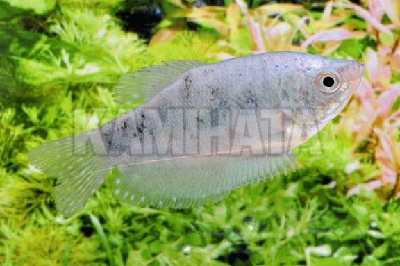 マーブルグラミー