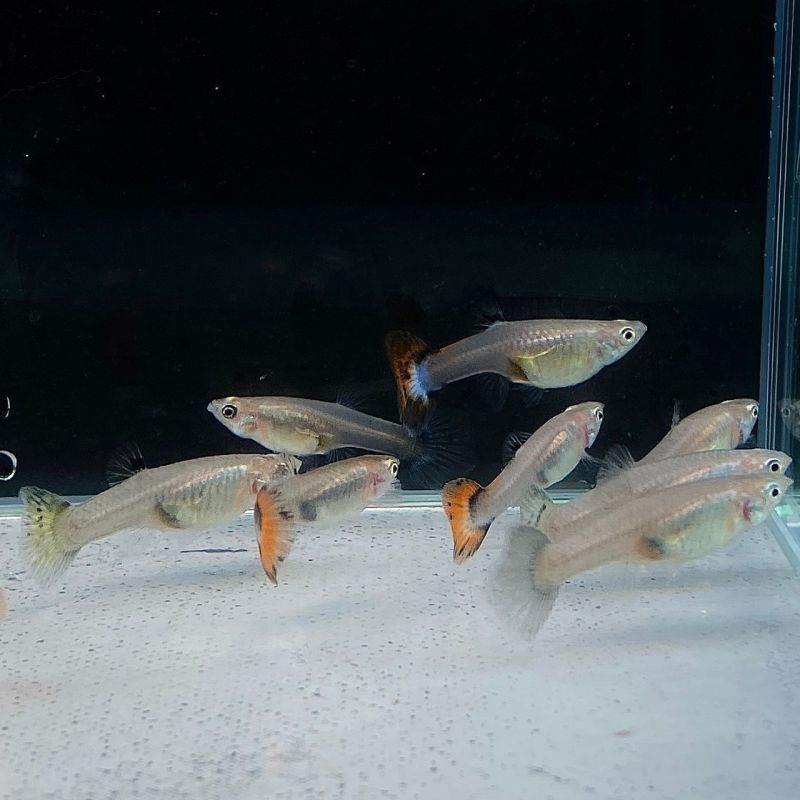 ミックスグッピー