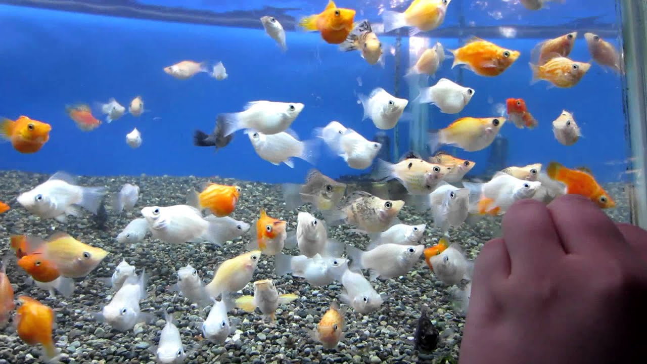 ミックスバルーンモーリー