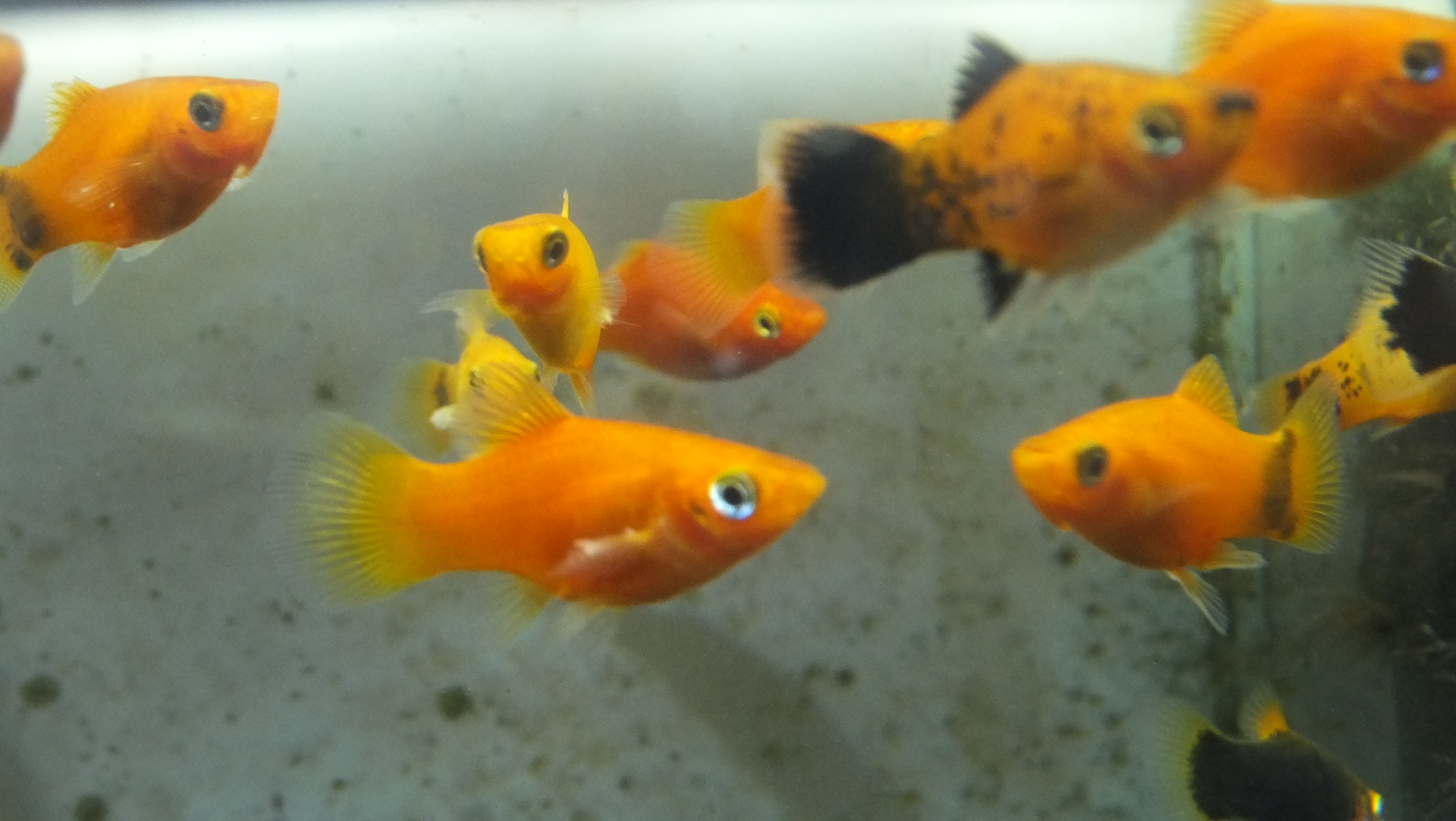 ミックスプラティ