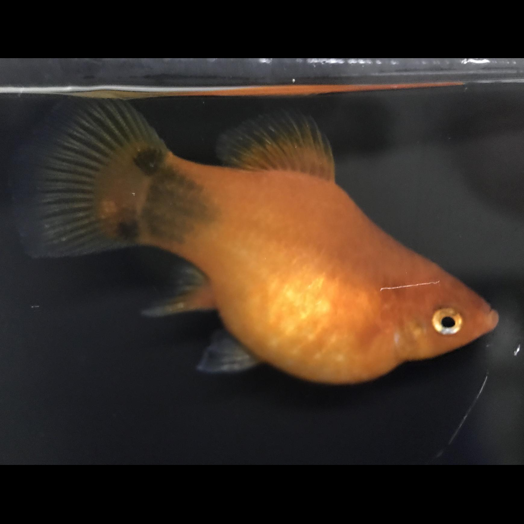 ミックスライヤーモーリー