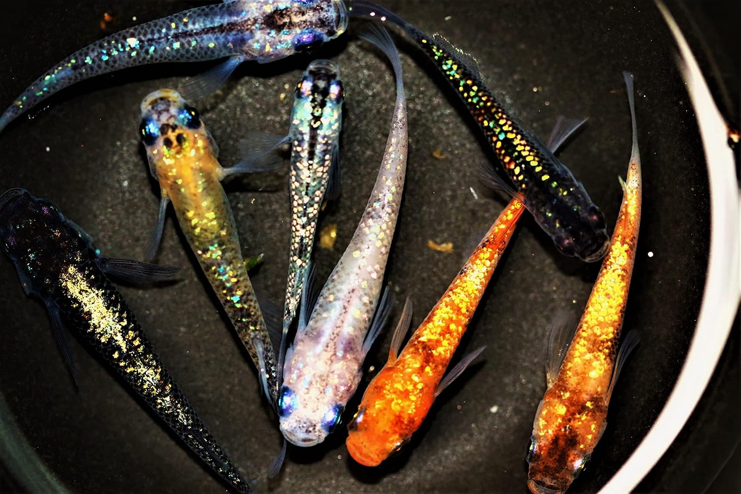 ミックスラメメダカ