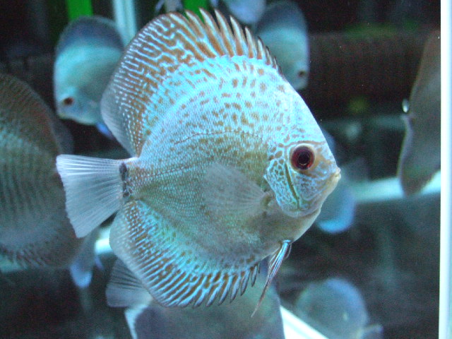 メタルスネークスキンブルーテールグッピー