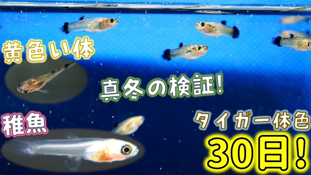 モスコーブルーグッピー