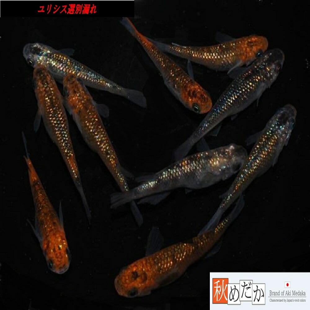 ユリシスレッドレースメダカ