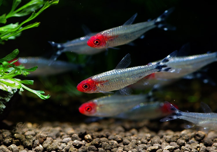 ラミーノーズテトラ