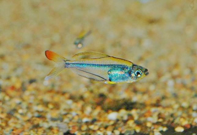 レインボークリスタルテトラ