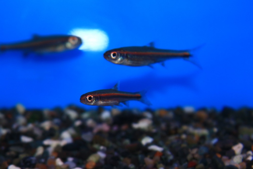 レインボーシャイナー