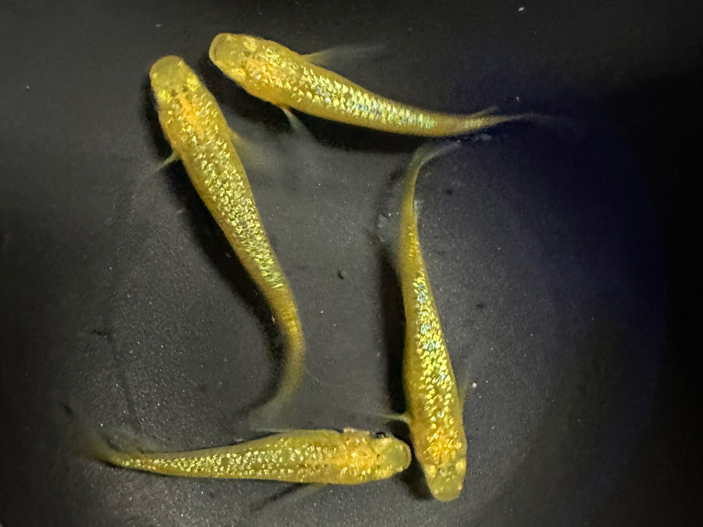 レクリスメダカ