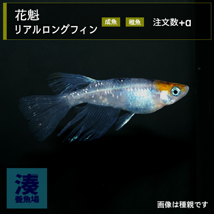 レクリスリアルロングフィンメダカ