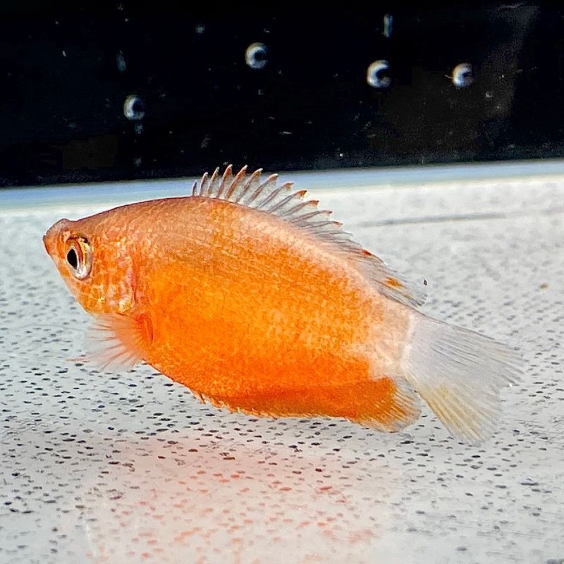 レッドグラミー