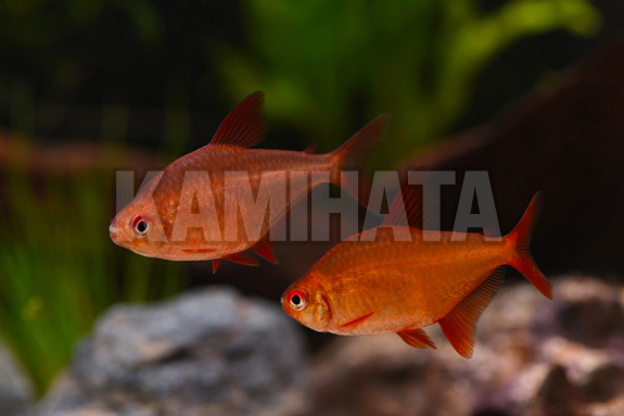レッドチェリーテトラ