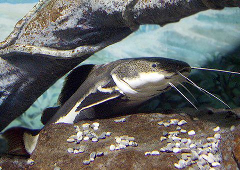 レッドテールガラ