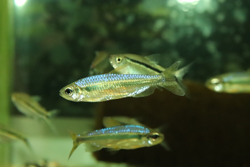 レッドテールサファイアコンゴテトラ