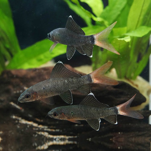 レッドテールブラックシャーク