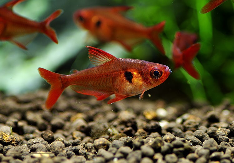 レッドファントム