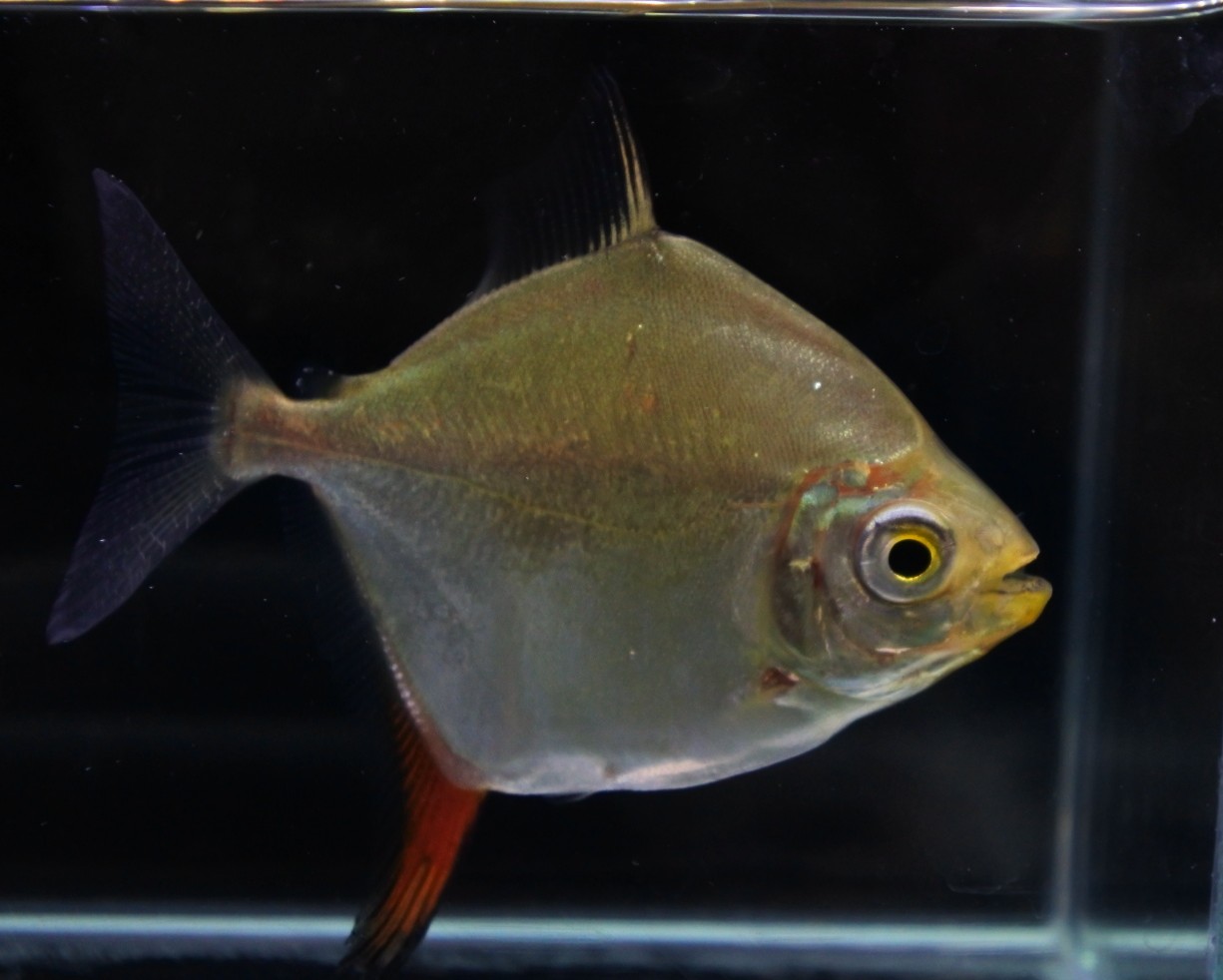 レッドフックメチニス