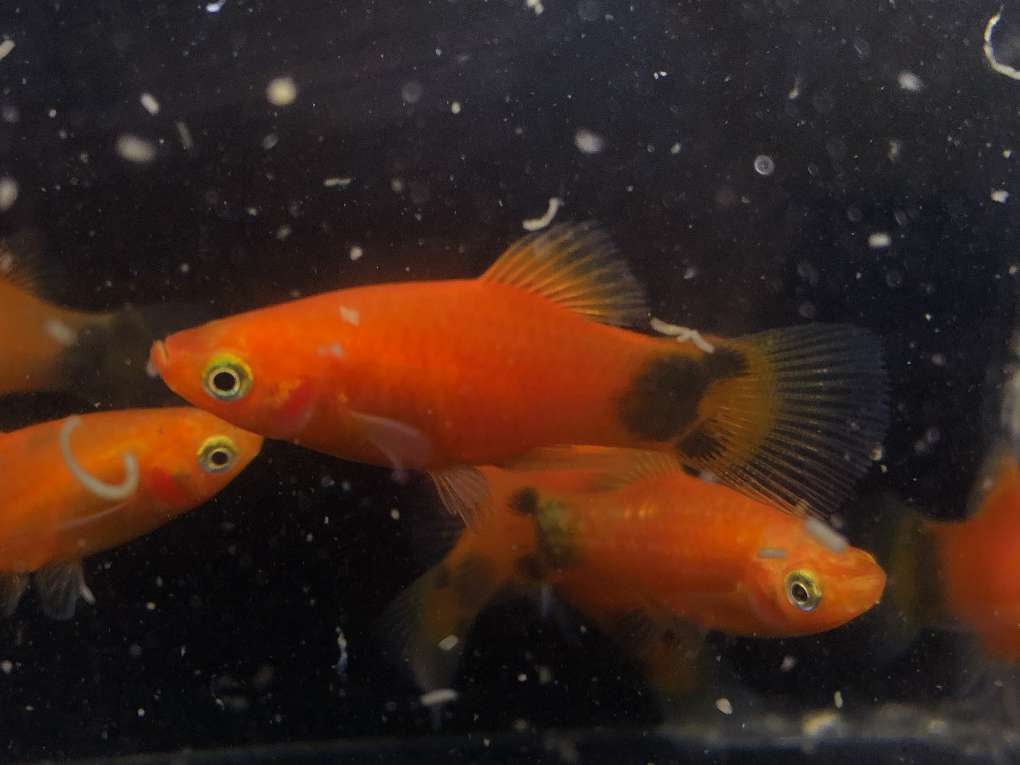 レッドミッキーマウスプラティ