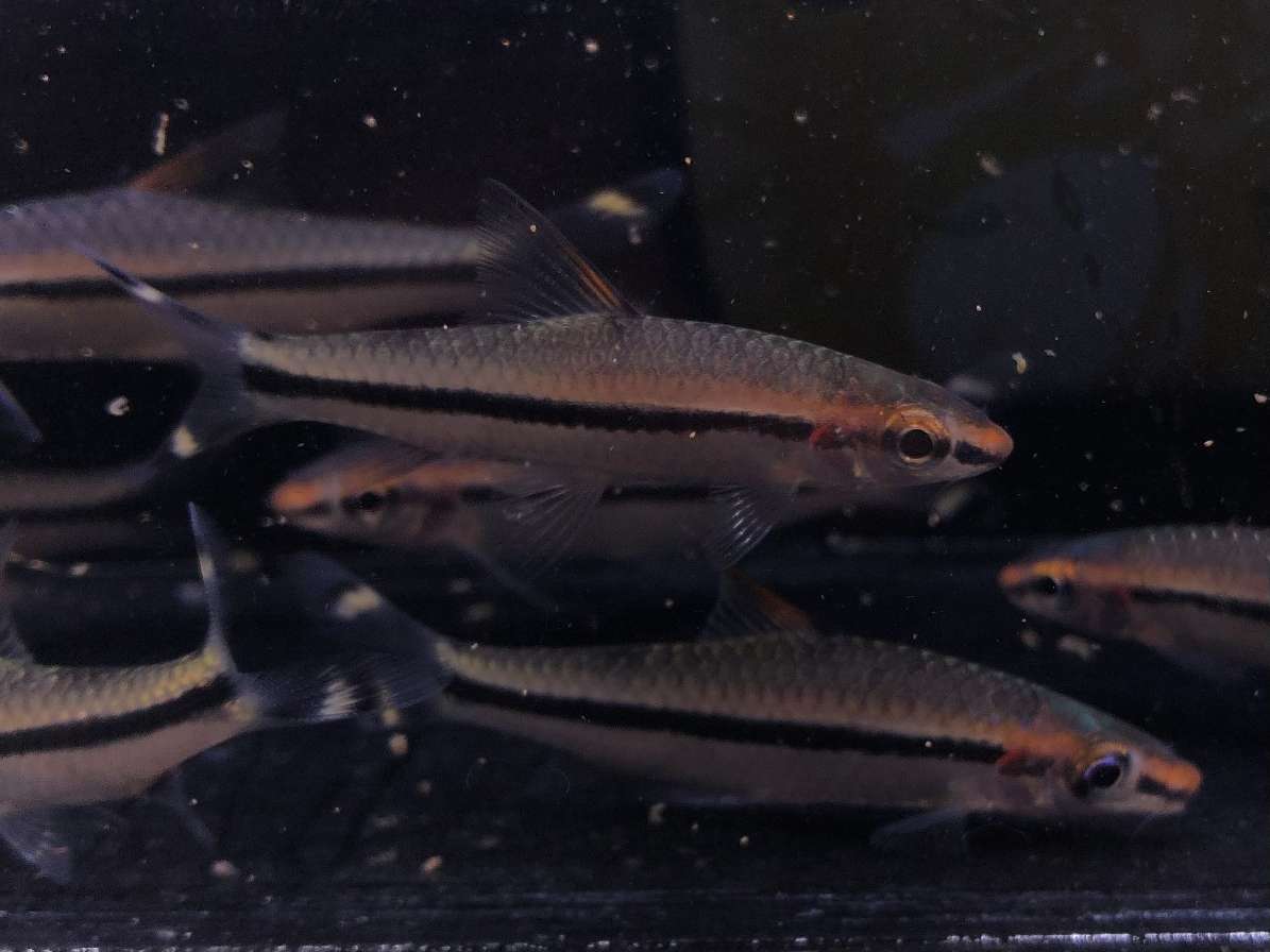 レッドライントーピードバルブ