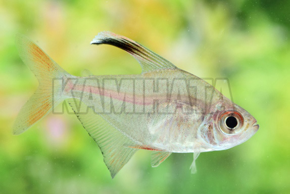 ロベルティテトラ