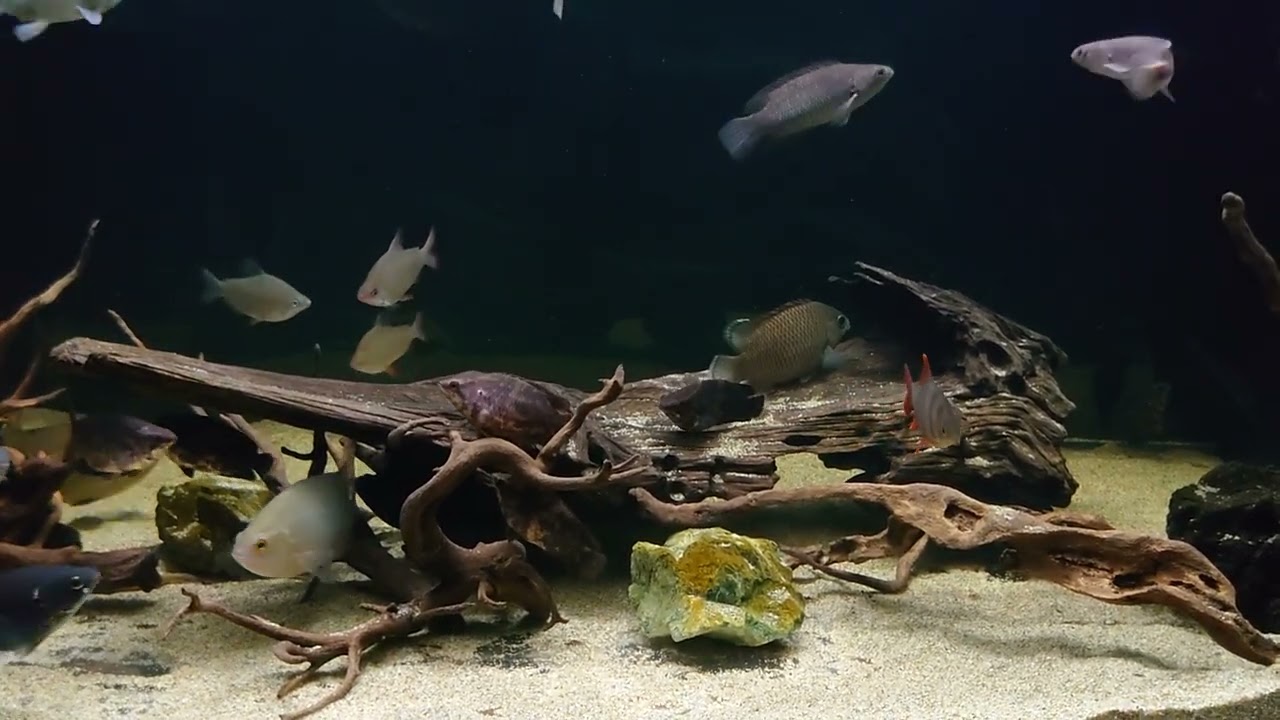 ロングノーズクラウンテトラ