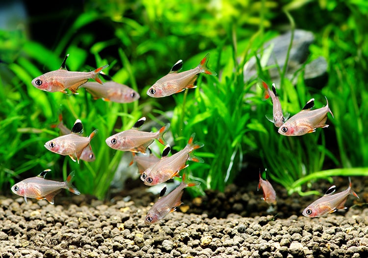 ロージーテトラ