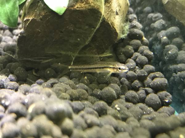 ロージーローチ