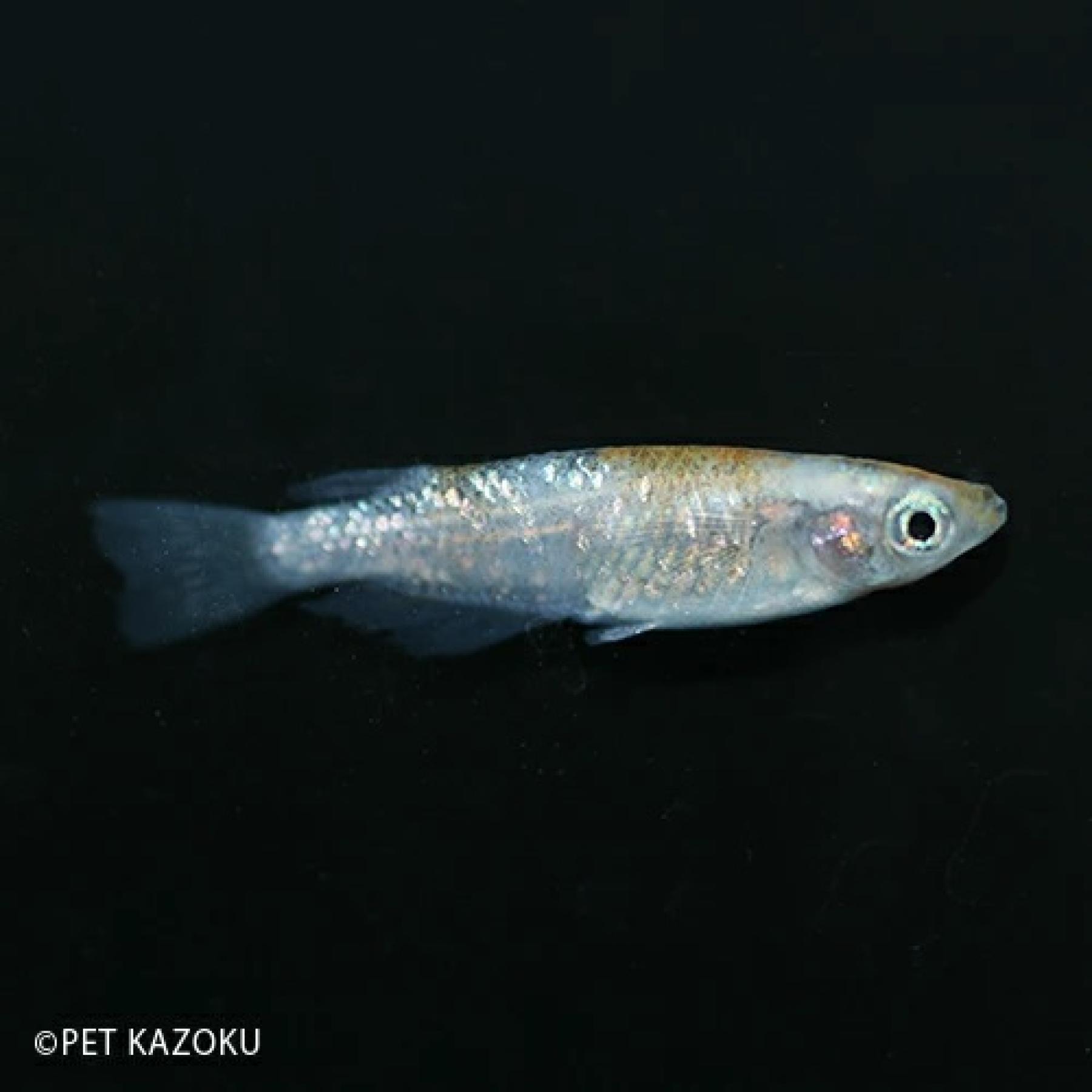 三色ラメメダカ