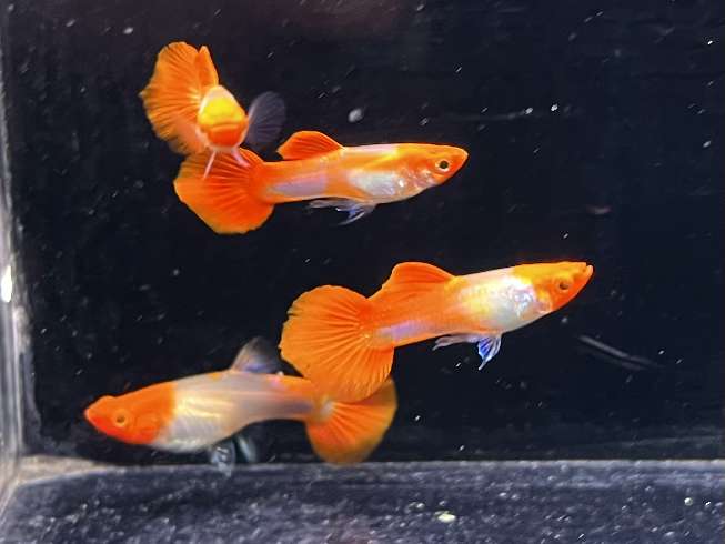 丹頂タキシードグッピー