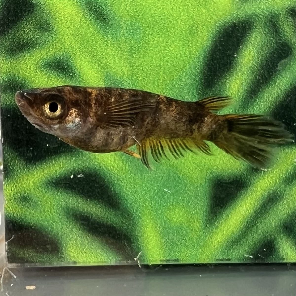 北辻美虎メダカ