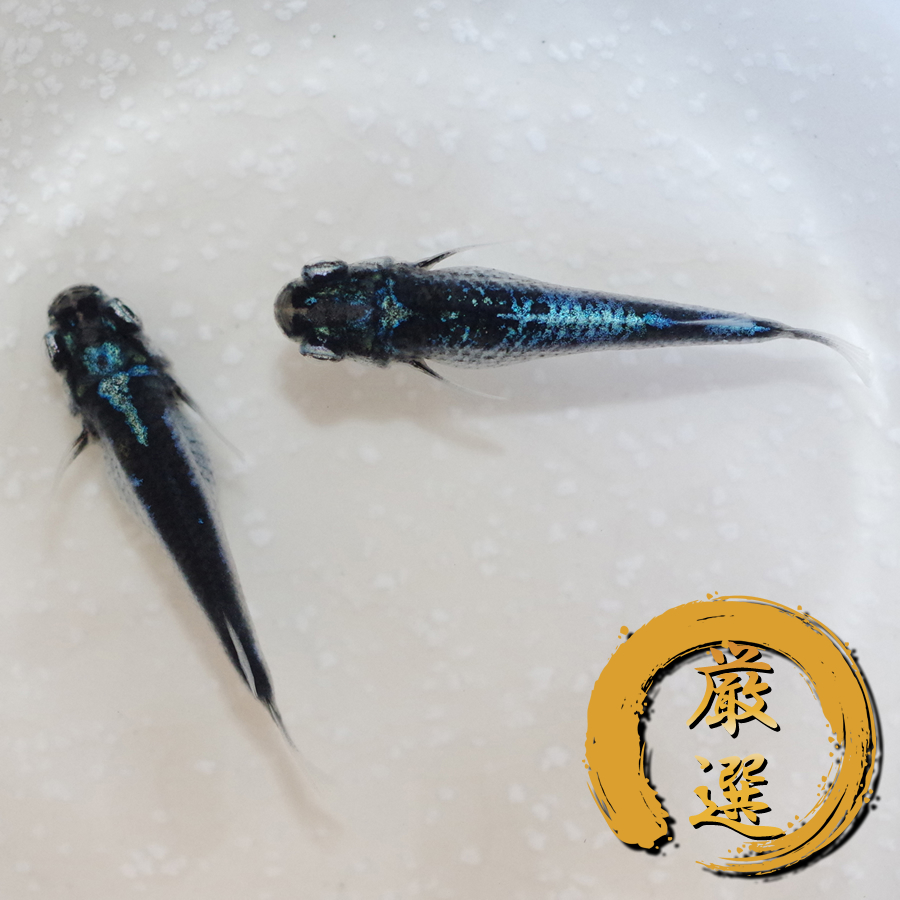 墨武(ボブ)メダカ