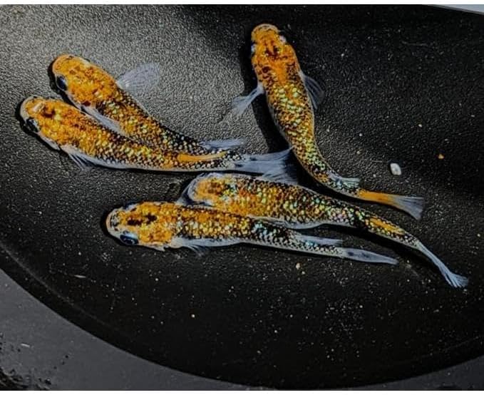 夜桜メダカショートボディ