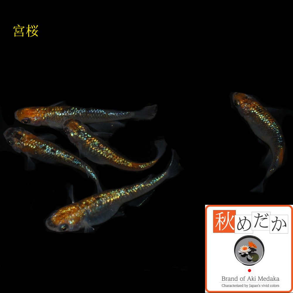 宮桜メダカ