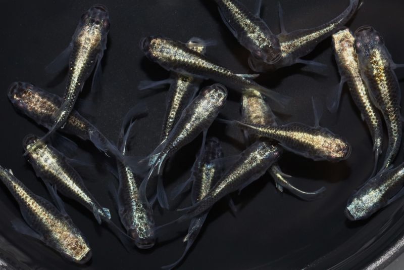 幹之ダルマメダカ