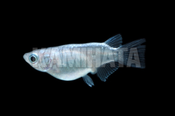 幹之メダカショートボディ