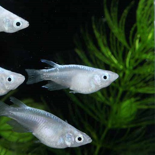 幹之半ダルマメダカ