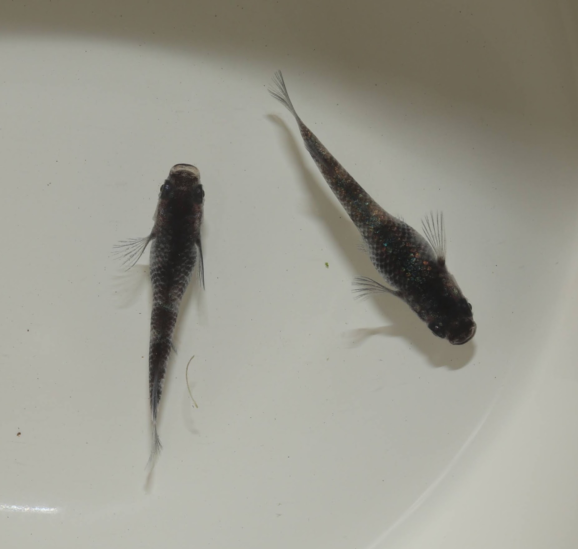 強墨御影メダカ