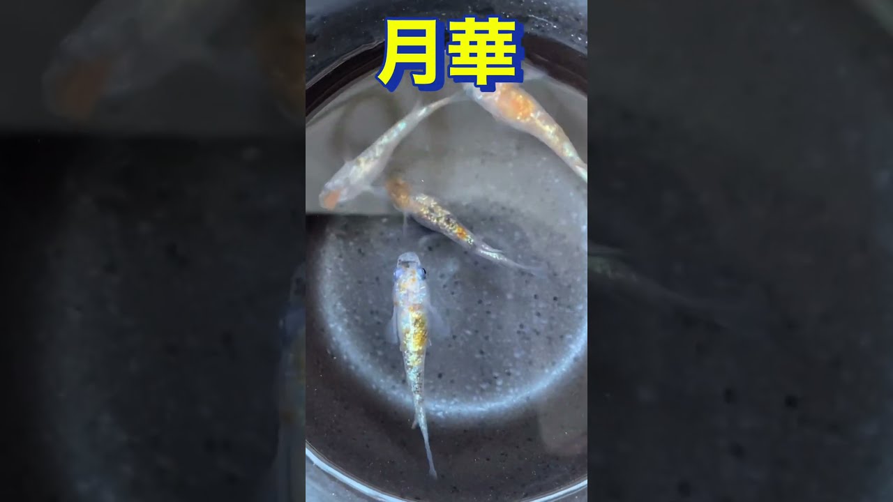 月華メダカ