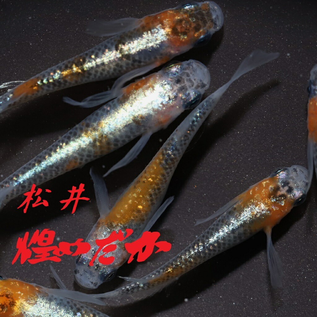 松井ヒレ長魔王メダカ