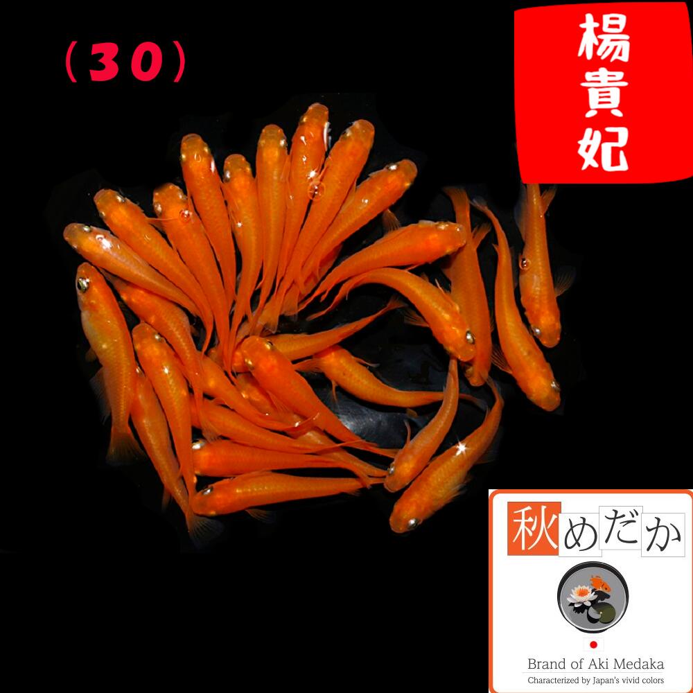 楊貴妃ショートボディ