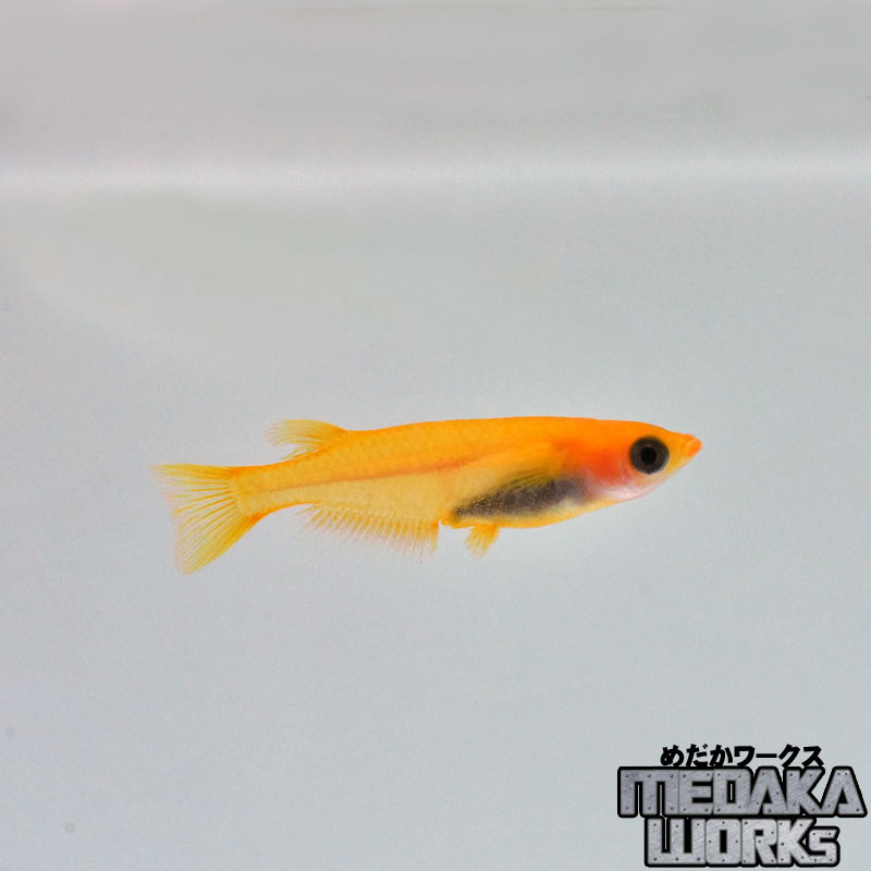 楊貴妃パンダメダカ